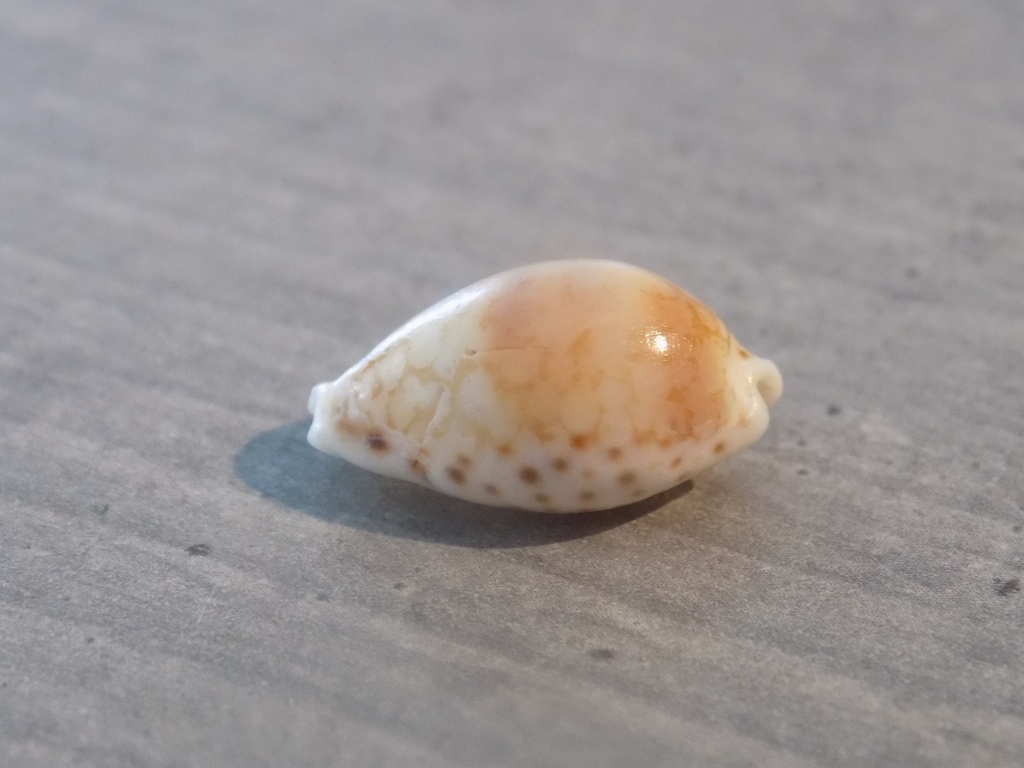 CYPRAEA CRIBRARULA CRIBRARIA PELLISSERPENTIS