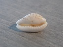 CYPRAEA CRIBRARULA CRIBRARIA PELLISSERPENTIS