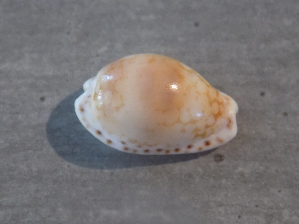 CYPRAEA CRIBRARULA CRIBRARIA PELLISSERPENTIS