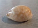 CYPRAEA CALLISTOCYPRAEA NIVOSA