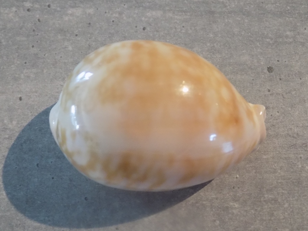 CYPRAEA CALLISTOCYPRAEA NIVOSA