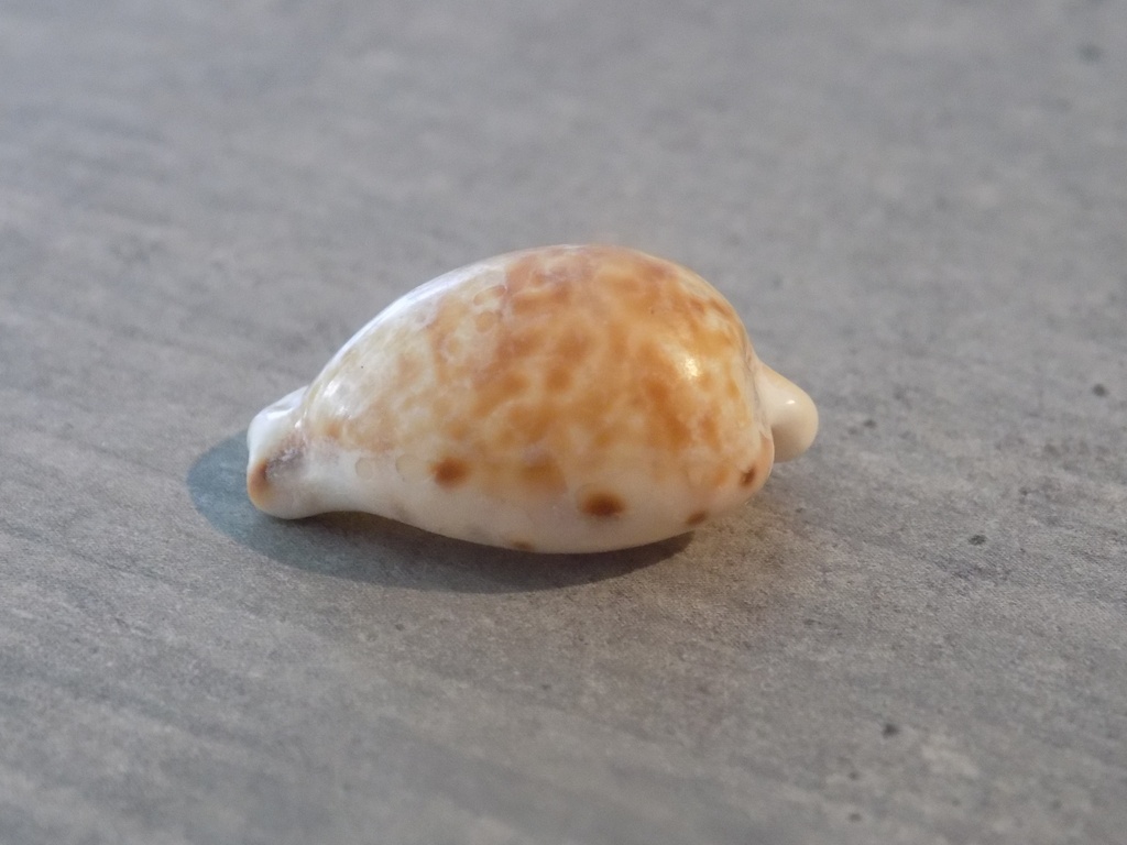 CYPRAEA CYPRAEOVULA EDENTULA NAHOOENSIS 