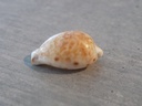 CYPRAEA CYPRAEOVULA EDENTULA NAHOOENSIS 