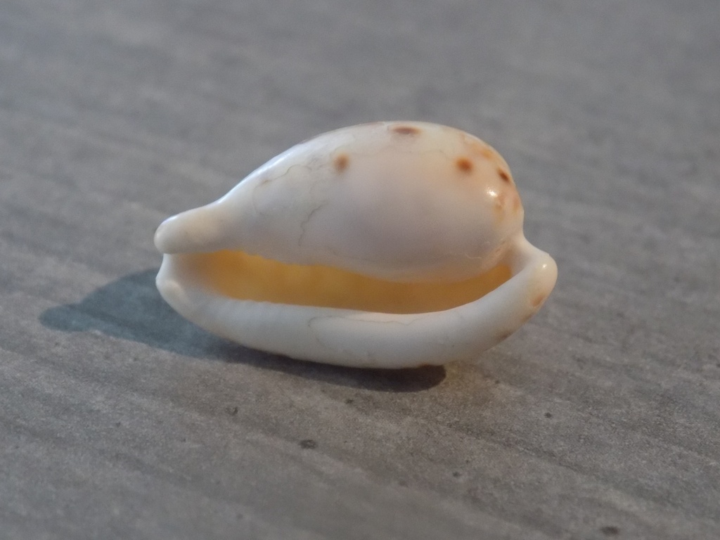 CYPRAEA CYPRAEOVULA EDENTULA NAHOOENSIS 