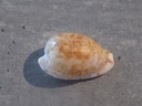 CYPRAEA CYPRAEOVULA EDENTULA NAHOOENSIS 