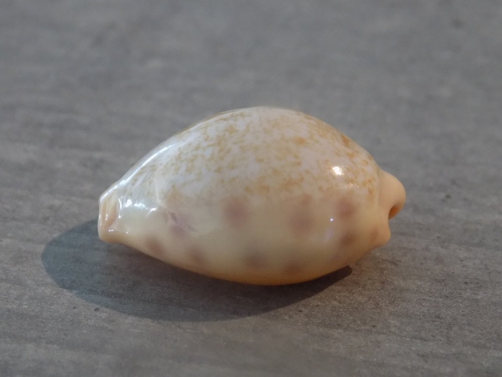 CYPRAEA OVATIPSA COLOBA