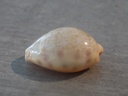 CYPRAEA OVATIPSA COLOBA