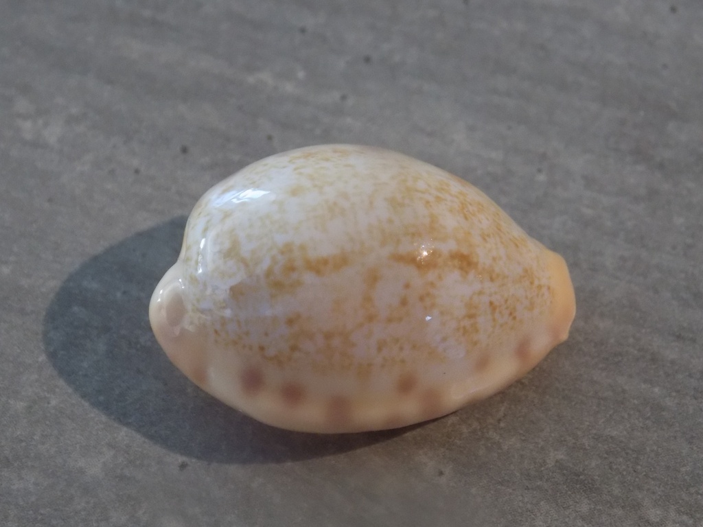 CYPRAEA OVATIPSA COLOBA