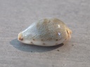 CYPRAEA ERRONEA XANTHODON