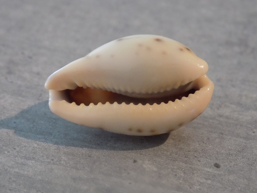 CYPRAEA ERRONEA XANTHODON