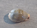 CYPRAEA ERRONEA XANTHODON