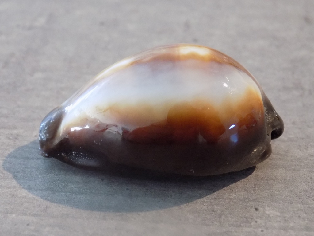 CYPRAEA ERRONEA ONYX ONYX