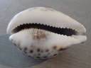 CYPRAEA TIGRIS TIGRIS XL