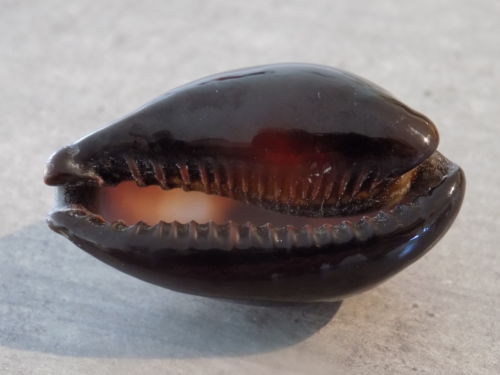 CYPRAEA ERRONEA ONYX ONYX