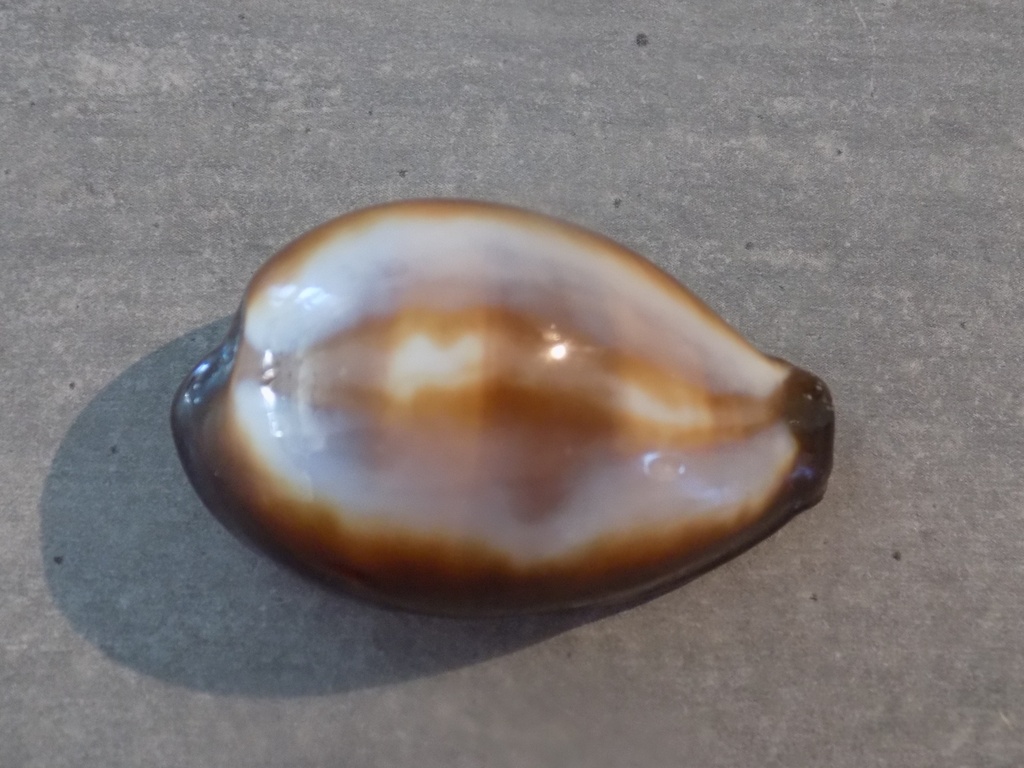 CYPRAEA ERRONEA ONYX ONYX