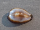 CYPRAEA ERRONEA ONYX ONYX