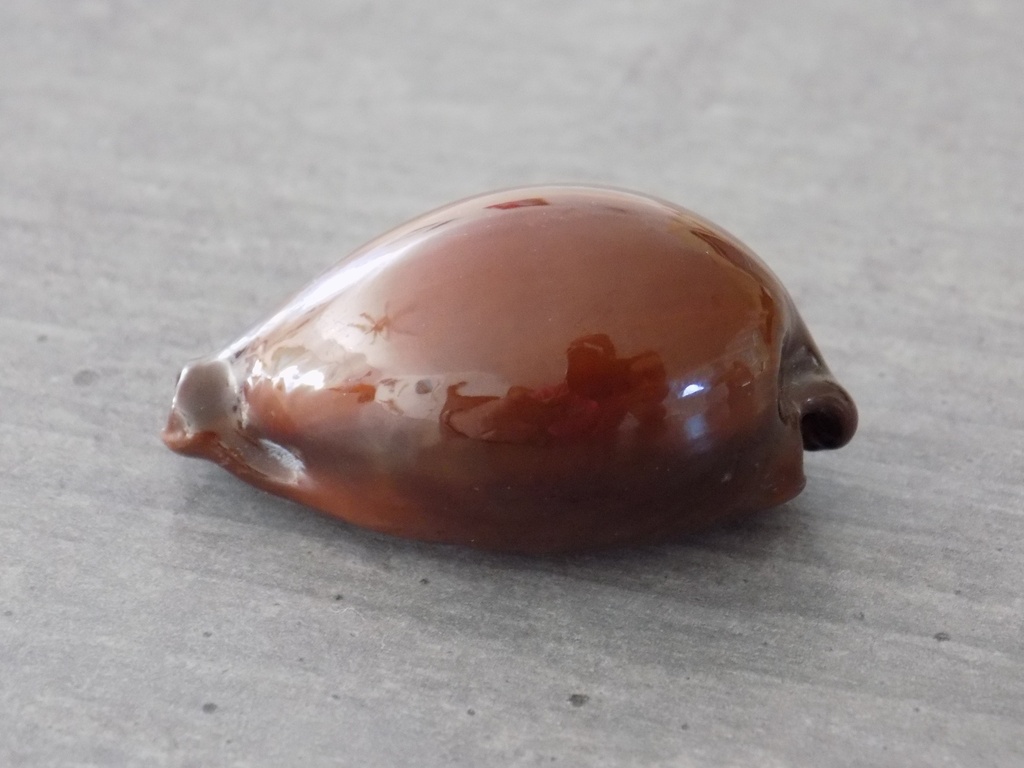 CYPRAEA ERRONEA ONYX SUCCINTA ADUSTA 