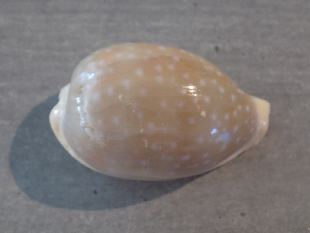 CYPRAEA LYNCINA CARMELOPARDALIS