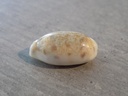 CYPRAEA BLASICRURA INTERRUPTA