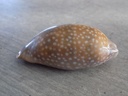 CYPRAEA MACROCYPRAEA CERVINETTA