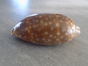 CYPRAEA MACROCYPRAEA CERVINETTA XL