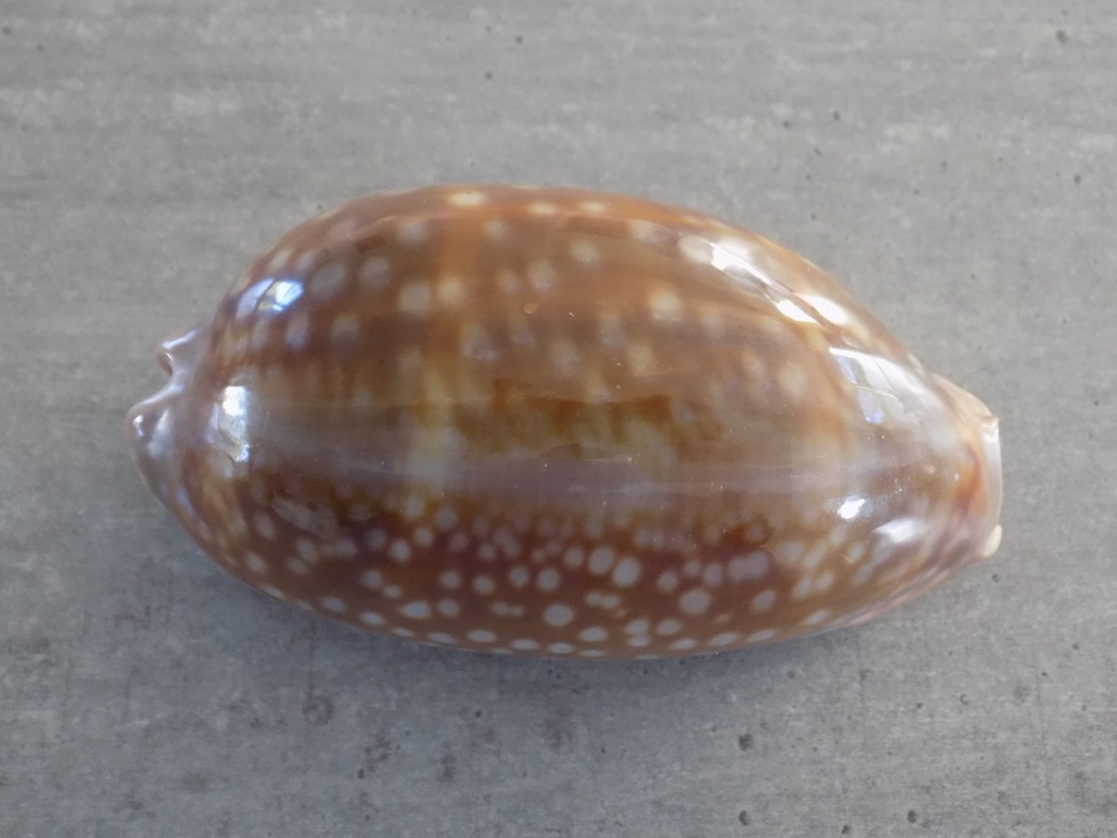 CYPRAEA MACROCYPRAEA CERVINETTA XL