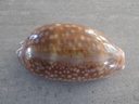 CYPRAEA MACROCYPRAEA CERVINETTA XL