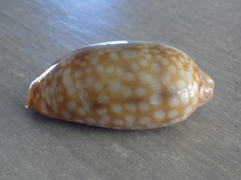 CYPRAEA MACROCYPRAEA ZEBRA 