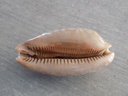 CYPRAEA MACROCYPRAEA ZEBRA 