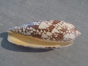 CONIDAE CONUS AULICUS