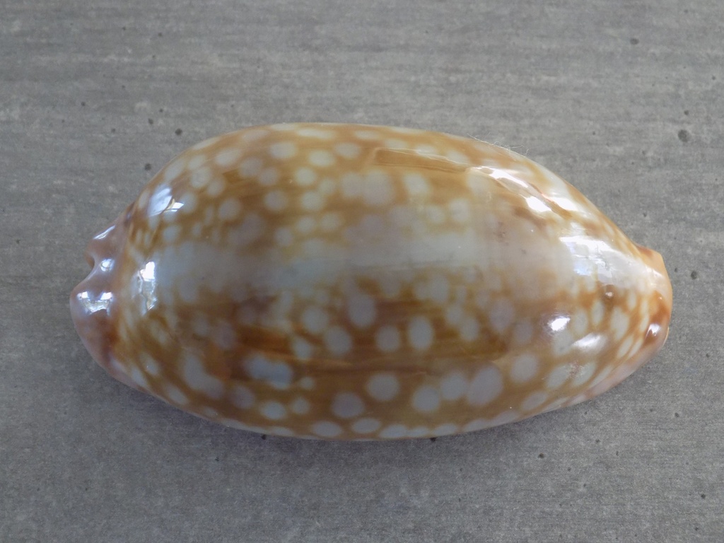 CYPRAEA MACROCYPRAEA ZEBRA 