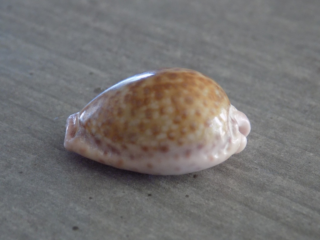 CYPRAEA NARIA MARGINALIS