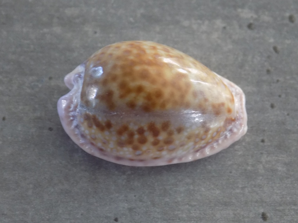 CYPRAEA NARIA MARGINALIS