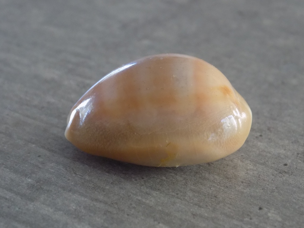 CYPRAEA LYNCINA SCHILDERORUM