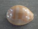 CYPRAEA LYNCINA SCHILDERORUM