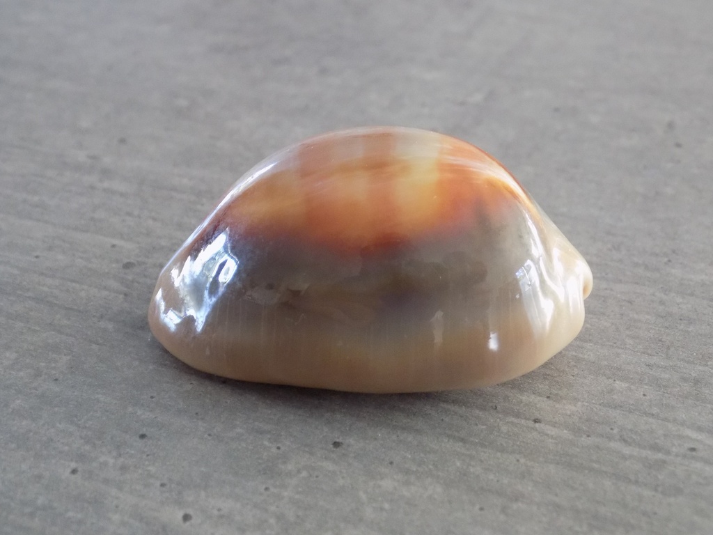 CYPRAEA LYNCINA VENTRICULUS