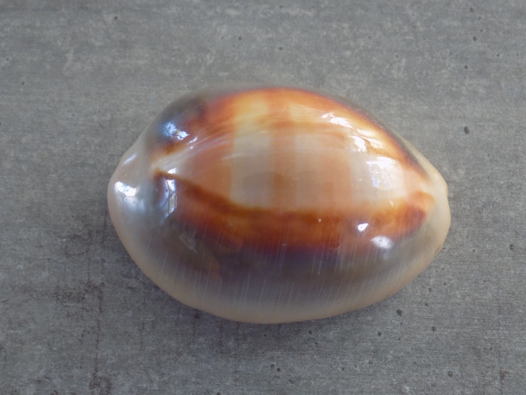 CYPRAEA LYNCINA VENTRICULUS