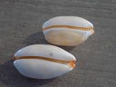 CYPRAEA LURIA ISABELLA lot 2u