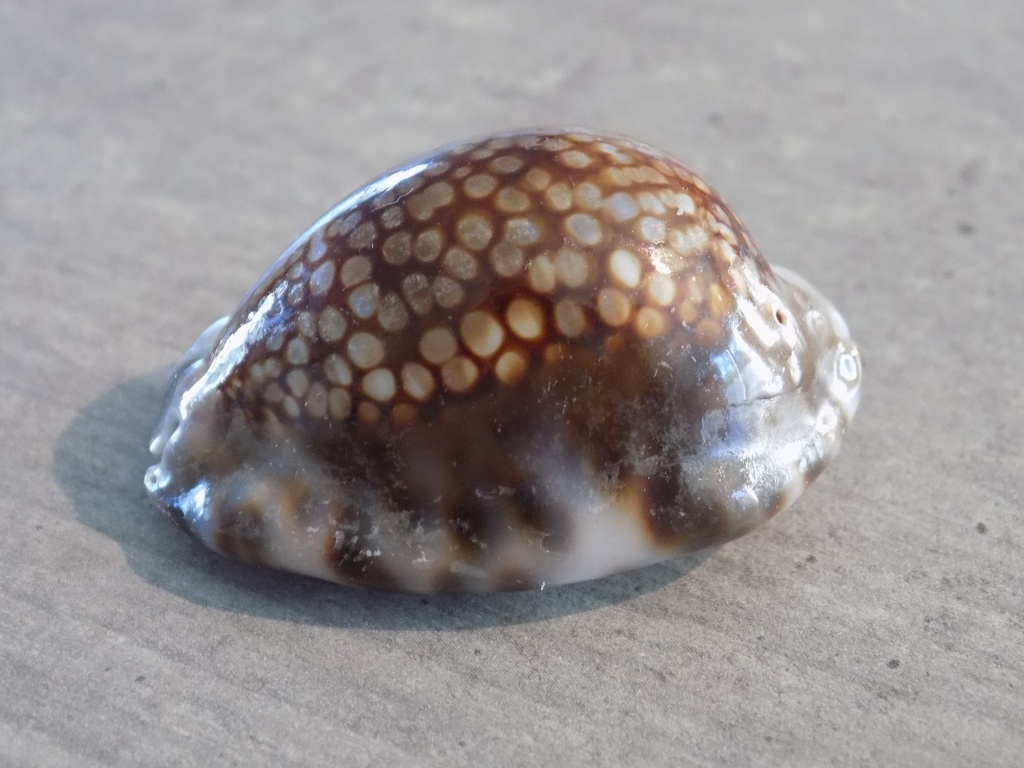 CYPRAEA MAURITIA DEPRESSA