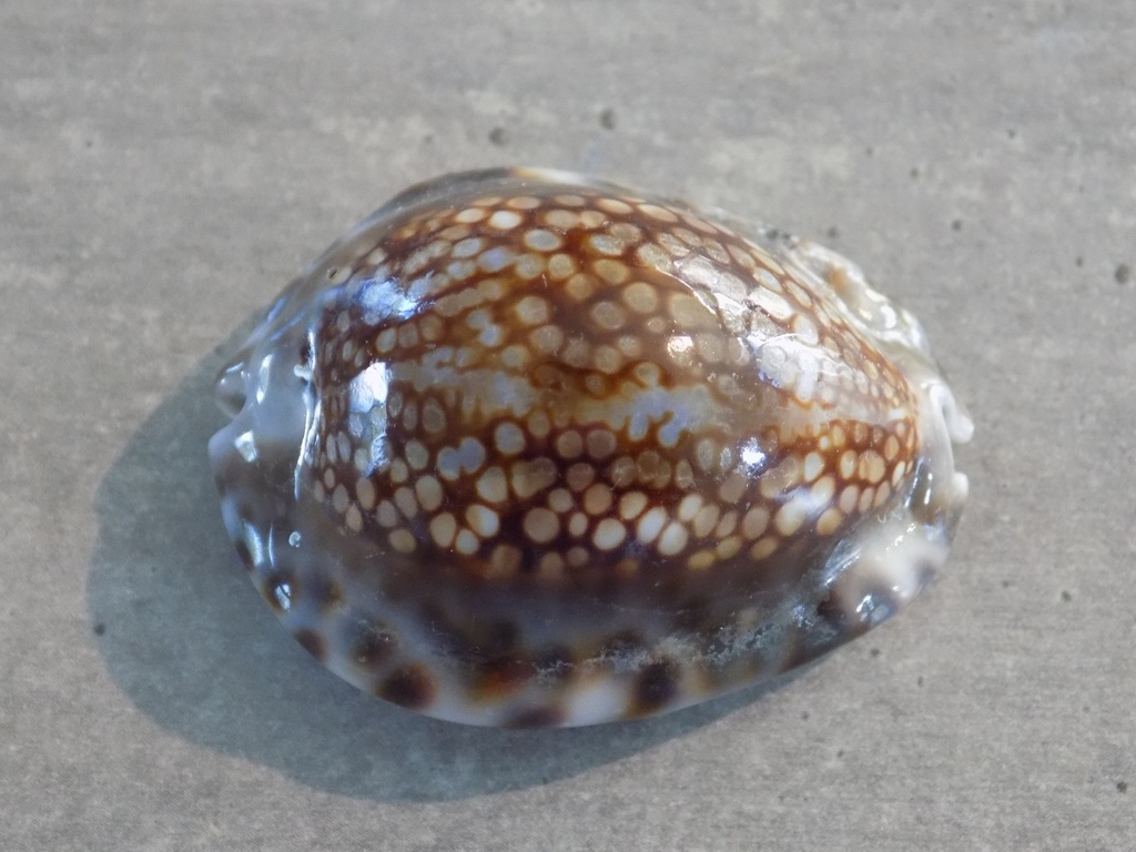 CYPRAEA MAURITIA DEPRESSA