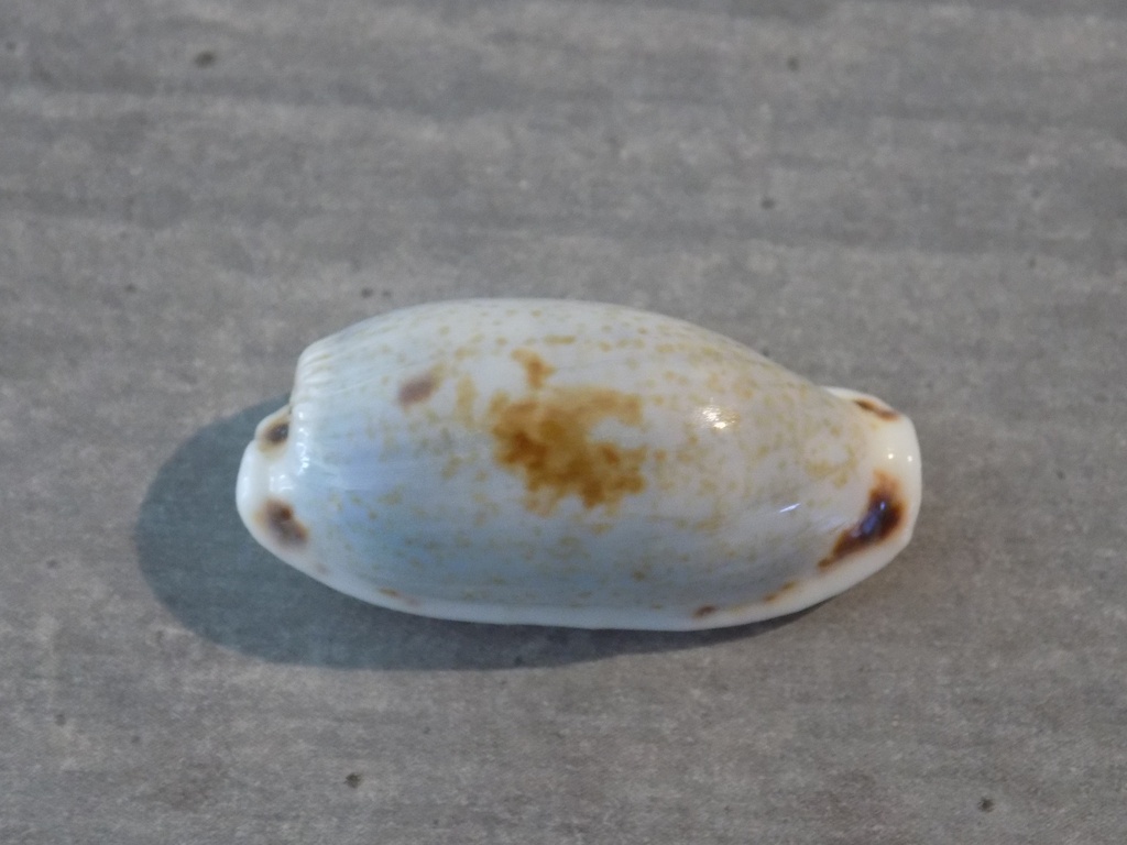 CYPRAEA ERRONEA CYLINDRICA SOWERBYANA