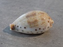 CYPRAEA CONTRADUSTA PULCHELLA PERICALLES 