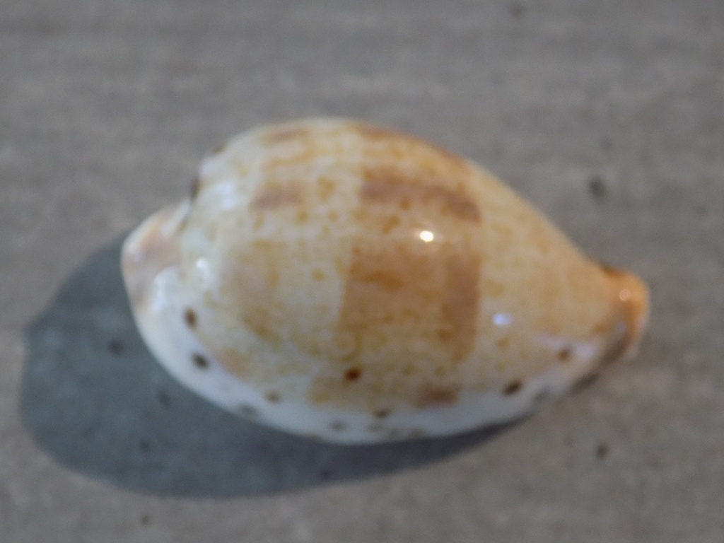 CYPRAEA CONTRADUSTA PULCHELLA PERICALLES 