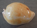 CYPRAEA UMBILIA ARMENIACA