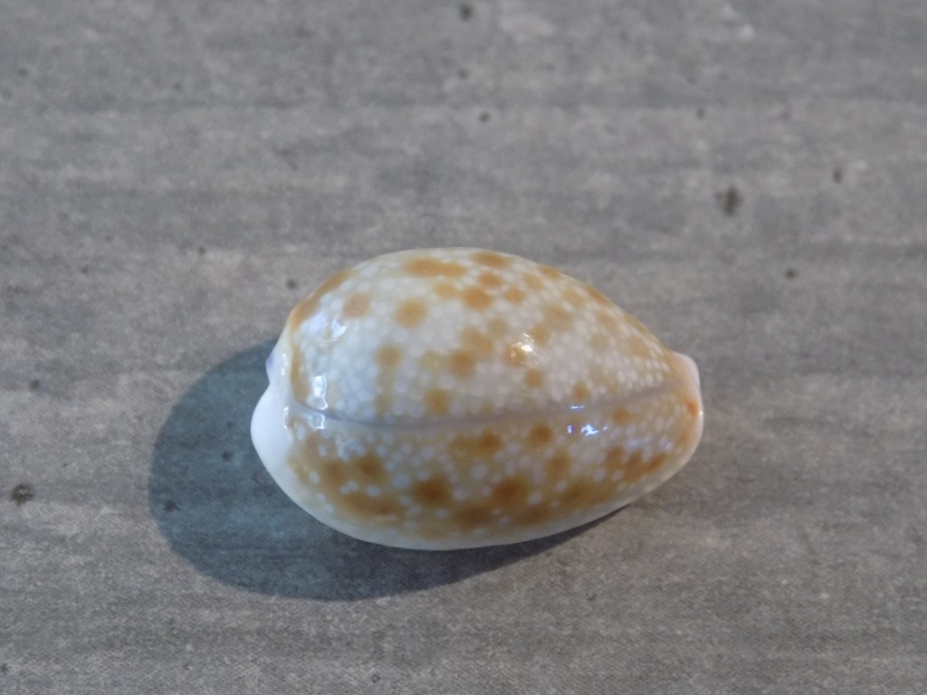 CYPRAEA NARIA HELVOLA HAWAIIENSIS