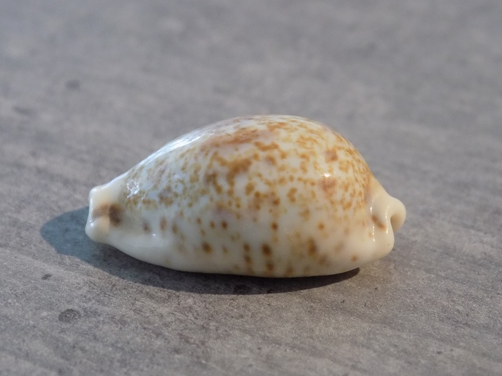 CYPRAEA PALMADUSTA LENTIGINOSA