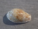 CYPRAEA PALMADUSTA LENTIGINOSA