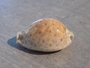 CYPRAEA NARIA OCCELATA XL