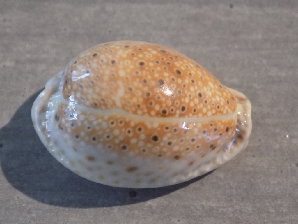 CYPRAEA NARIA OCCELATA XL