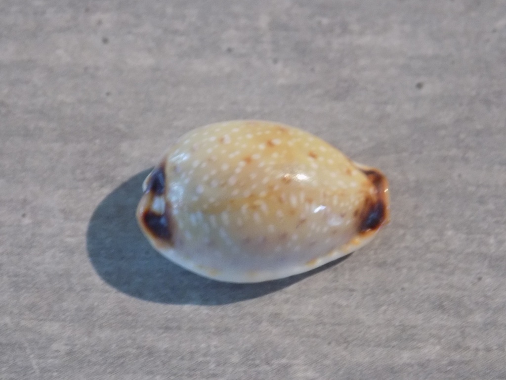 CYPRAEA NARIA GANGRANOSA 